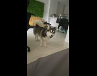 Husky dog with short and stubby legs 