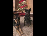 Black dog touches her best friend with her paw 