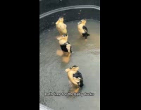 Baby ducks stand take bath inside tub