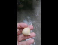 Piece of Round Shape Garlic 