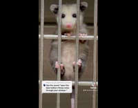 Collab BitchMP - Baby possum hanging on cage wants to get out 
