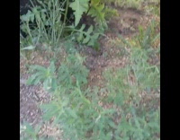 Tiny mouse attacks snake around tire 