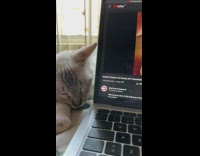 Pet cat asleep beside the laptop on the bed