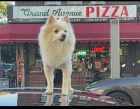 Fluffy puppy barks on top of car 