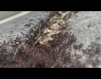 Thousands of brown ants sidewalk dead leaves 