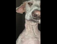 Girl laughing at her dog laying and looking at her 