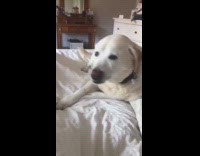 White dog lets out huge sneeze