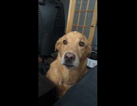 Brown dog removes paw from owner leg