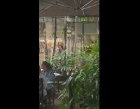 Woman pastel dress look up at trees