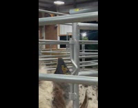 Llama eats grass and the other dries off on a fan