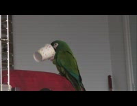 Parrot Holds Cup and Says Peakaboo Repeatedly