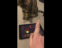 Collab BitchIG2 - Cat trying to play fruit ninja on ipad