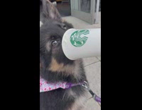 German shepherd puppy eating puppucino