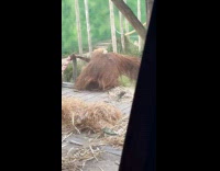 Orangutan roll over to the platform edge