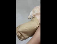 Cat loves to get inside paper bag