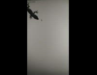 Lizard try to catch mouse cursor monitor