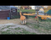 Brown Alpaca Soaks Its Feet in Ice Water 