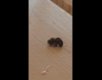 Hornet drinks soda off table girl helps