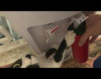 Black white cat paw on red cup 