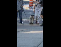 Dog on skateboard with yankees baseball hat