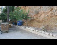 Brown goat jumps up tree eats leaves 