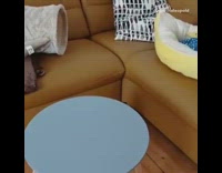 Kitten jumps and falls off brown couch 