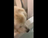 Dog drops bone after owner drops bath bomb into tub 