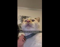 White cat yawns and then looks at TV