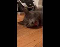 Collab PLC - Cat pretends to be dog on floor