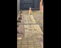 Dog wait for owner got surprise behind