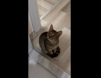 Guy open door talking with cat using noises