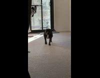 Collab BitchMP - Excited black dog sprints to owner living room