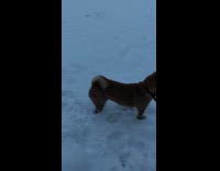 Dog first time to experience the snow