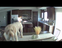 White dog caught standing on dinner table on security camera