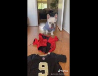 White dog walks on clothes wears it 