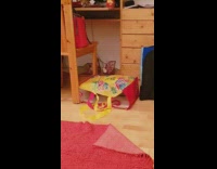 Grey white kitten cat plays inside bag