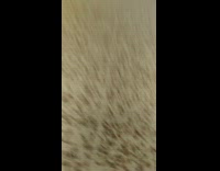 Dad act get hit by kiddie car ride 