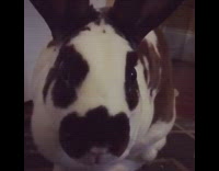 Rabbit winks at the camera