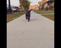 Black puppy dog runs sidewalk neighborhood sunset 