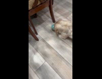 Dog chase vibrating ball toy on floor