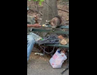 Man films and feed raccoon at park