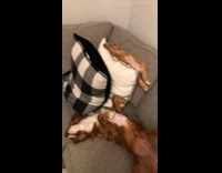 two dogs sleep on their backs couch