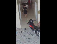 Cat chases after owner hiding 