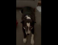 Dog lie down and looks at camera