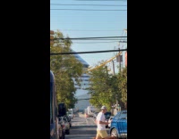 Cruise sheep pass by seen from street