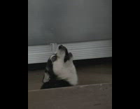 Man Wails to Tease Dog and Howls