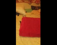 Dog hide inside red blanket on bed