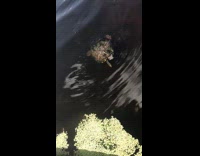 Guy feed yellow lollipop turtle in water