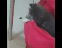 Grey kitten plays with white bird toy 