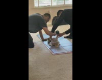 Two guys make small dog lift dumbbell 